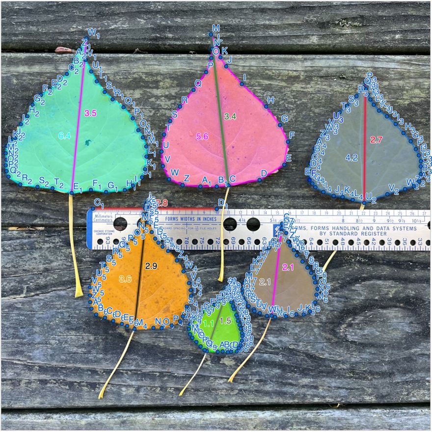 COMAPMath's tweet image. How can you put those fallen #leaves to good use? 🍁 Besides raking, try exploring the fascinating world of #morphometrics! This simple, hands-on math activity turns autumn's beauty into a chance to learn and measure: buff.ly/47AcdTE
#MathModel #MathTeacher #MathStudent