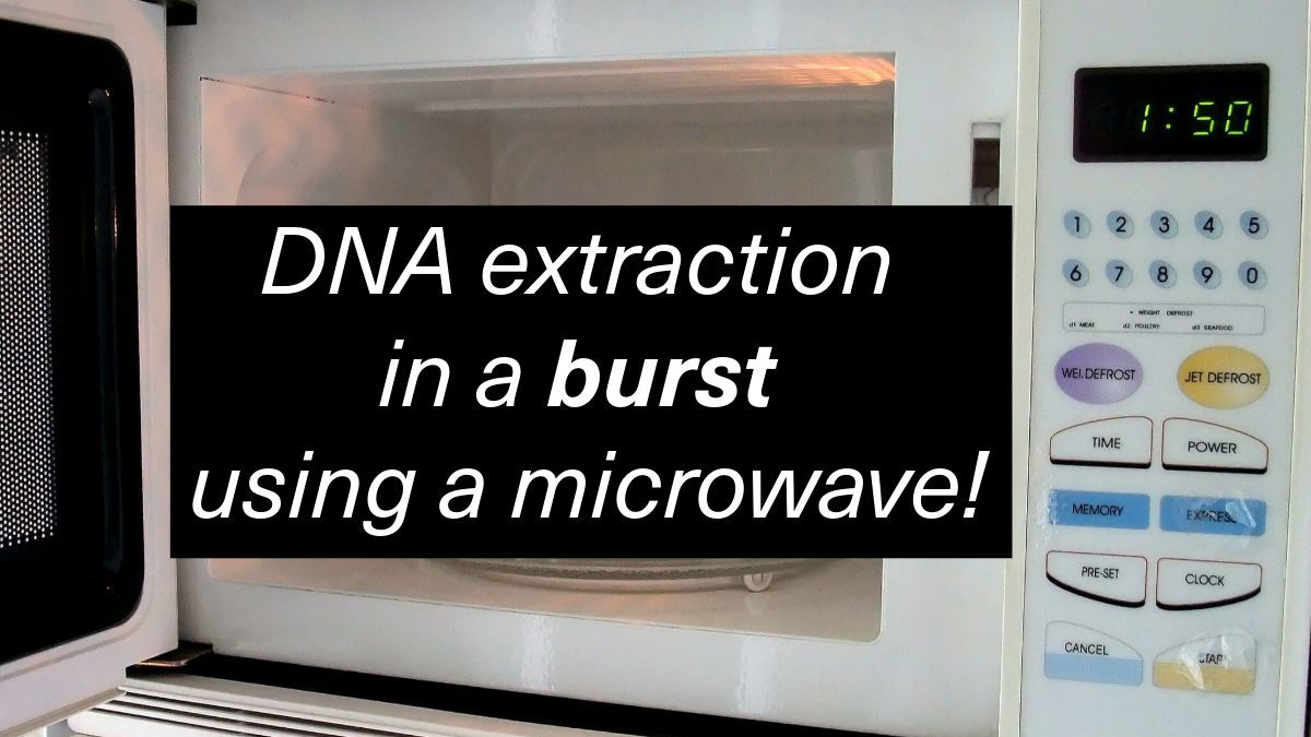 Did you know that microwaving to burst open cells can be a useful method of DNA extraction, especially for cheap, rapid, and high-throughput workflows?

It can be used as a step within the extraction process to improve cell lysis, and also as the main cell lysis process to