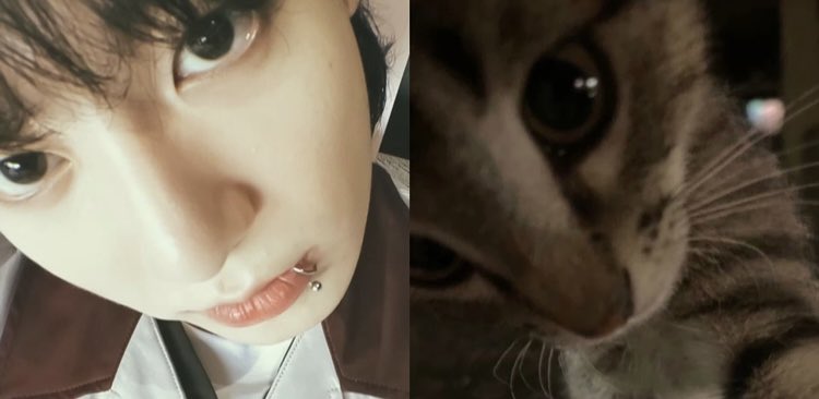 kittykoo