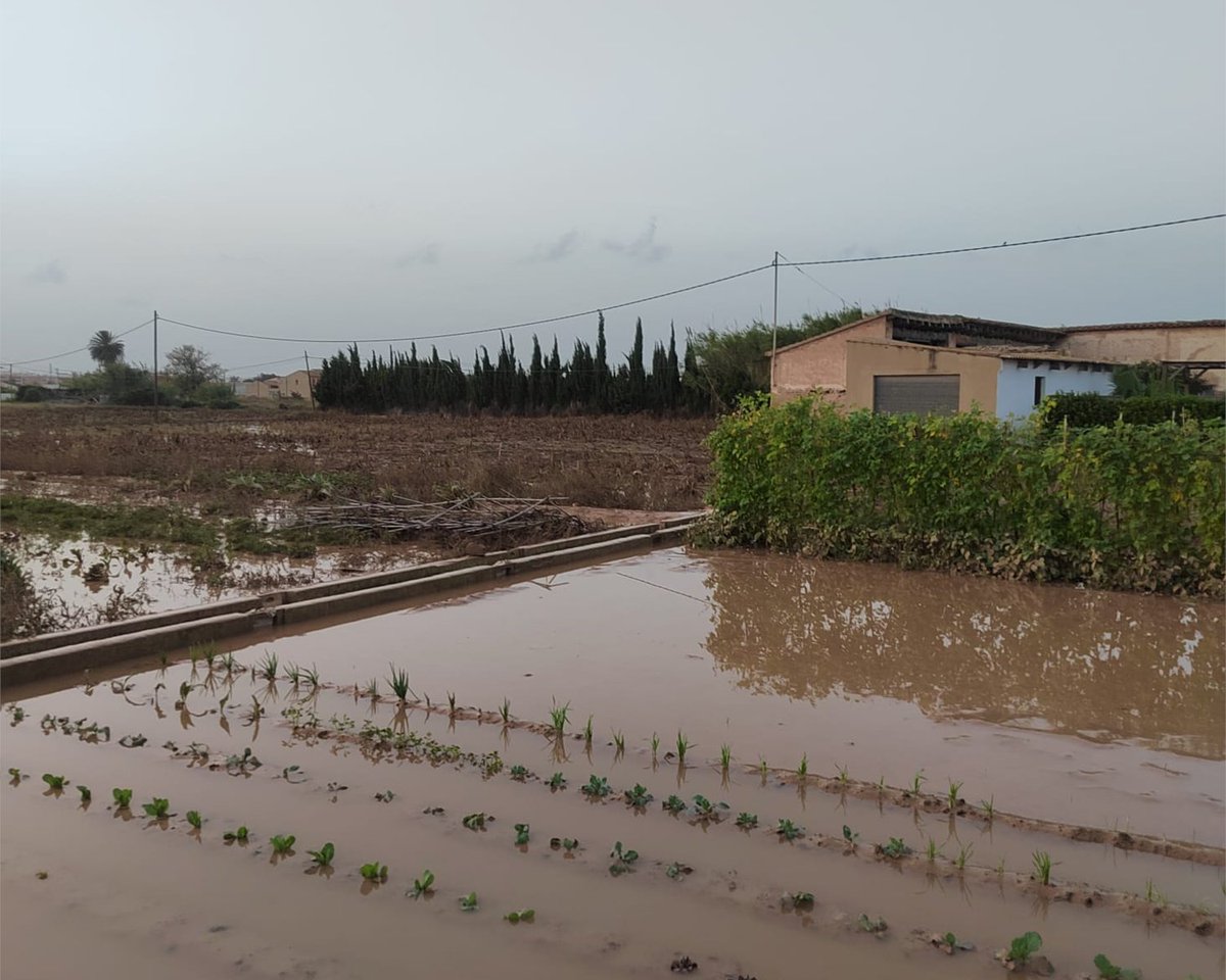😞 Como ya sabes, los impactos de la #DANA van mucho más allá de catastróficos daños en las poblaciones... 

Pequeñas iniciativas agroecológicas han sufrido graves consecuencias, Y TÚ PUEDES COLABORAR para revertirlas.

Apoya #CultivemosSolidaridad 💚
agroecologia.net/cultivemos-sol…