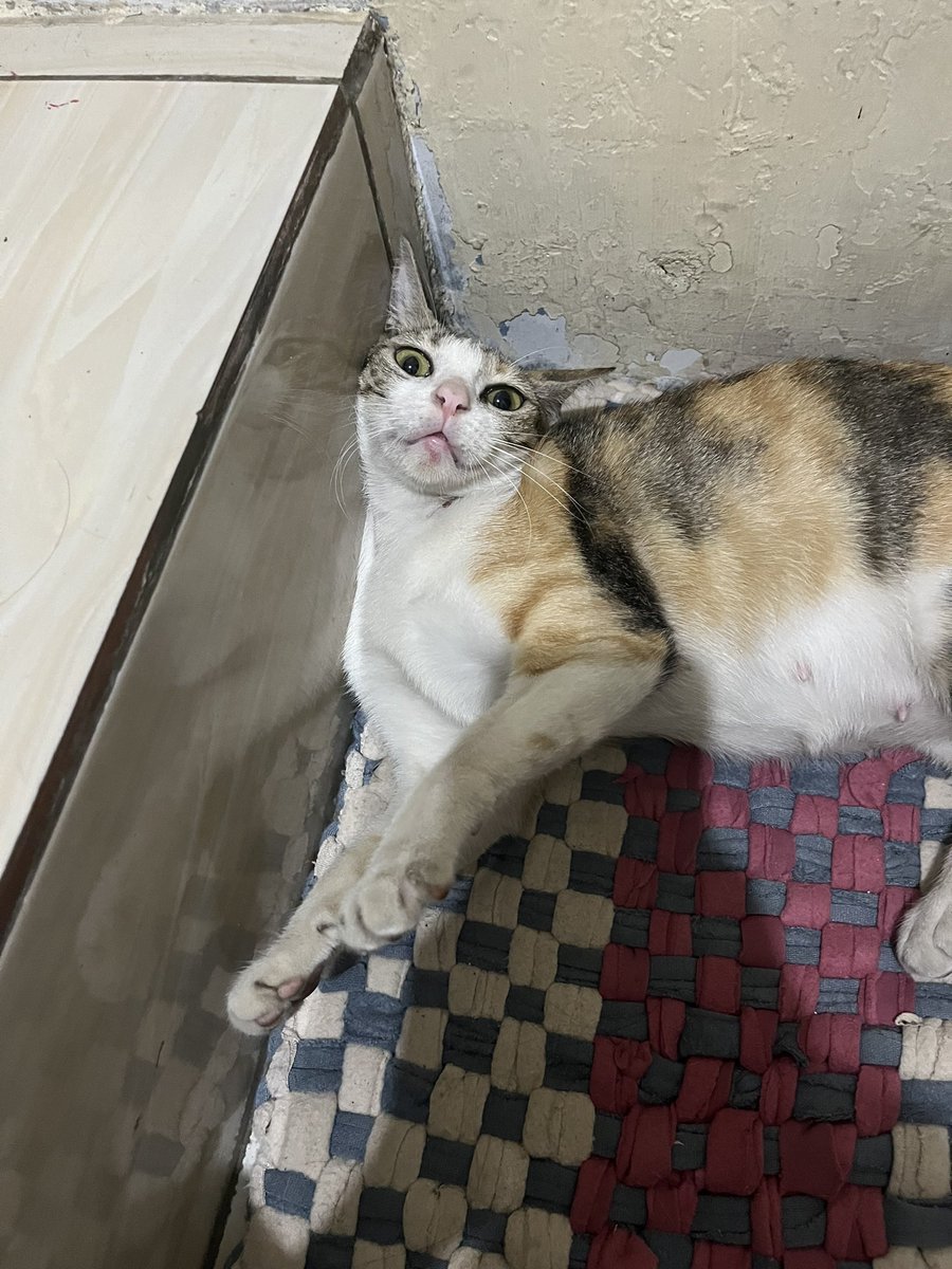 Shrfa_19's tweet photo. Stop bilang dia kucing, dia udah jadi bagian dari keluarga kami https://t.co/COSG7zOBtW