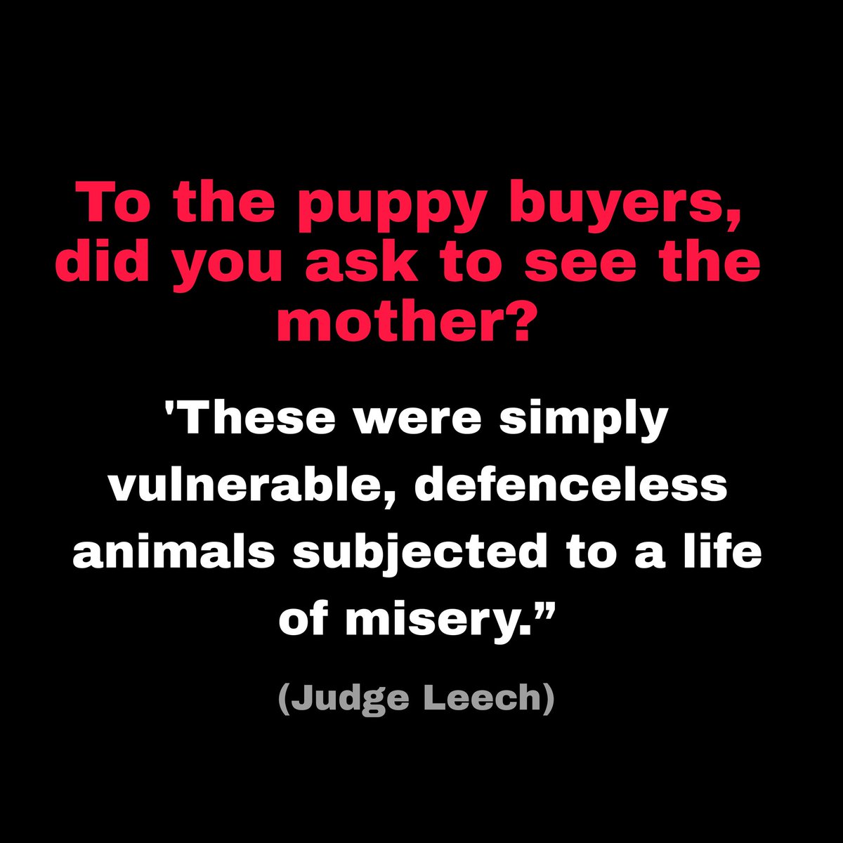 Maybe if all you who bought your puppy from #thesheehys had asked to see the mother in the old piggery building, this could have ended a long time ago. You could have been the one to close this hell sooner. #stopbuyingpuppies