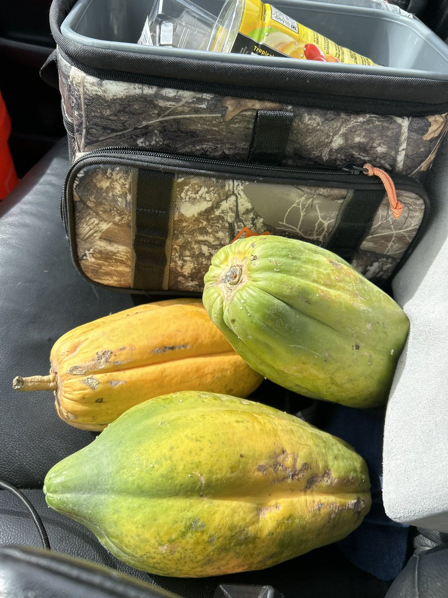 houcks93's tweet photo. Random homeowner at a job I was doing gave me some papaya today :3 https://t.co/yIJsS8lkvR