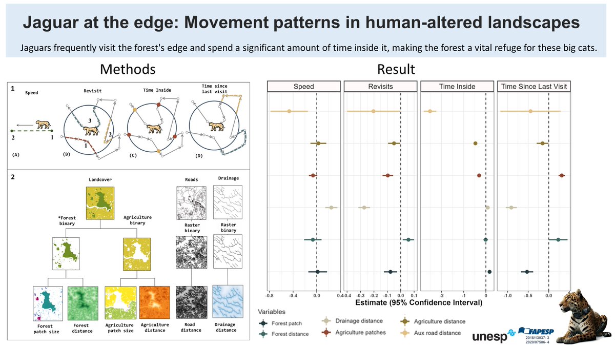 VanesaBejAlegre's tweet photo. 🐆🌍 New research! Our study shows how jaguars adapt their movement in human-altered landscapes—navigating forests, farms, and roads. Understanding these patterns is vital for their conservation. 🌿🐾
🔗https://t.co/SGvUCAnJbc
#Jaguars #Conservation #BigCats #MovementEcology https://t.co/55lTpVuPRX