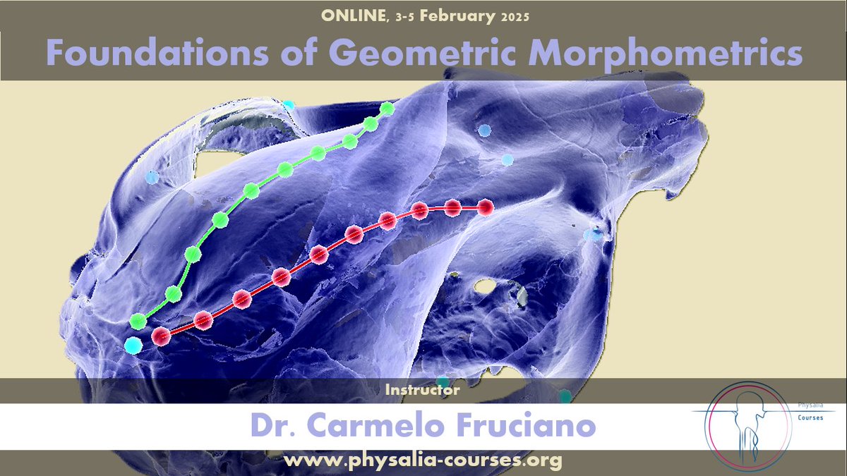 Physalia-courses@ONLINE (@physacourses) on Twitter photo Registrations are open for the 3-day course "Foundations of Geometric Morphometrics" with <a href="/CarmeloFruciano/">CarmeloFruciano</a> in February (3rd-5th)
For more information, please visit: physalia-courses.org/courses-worksh… Registrations are open for the 3-day course "Foundations of Geometric Morphometrics" with <a href="/CarmeloFruciano/">CarmeloFruciano</a> in February (3rd-5th)
For more information, please visit: physalia-courses.org/courses-worksh…