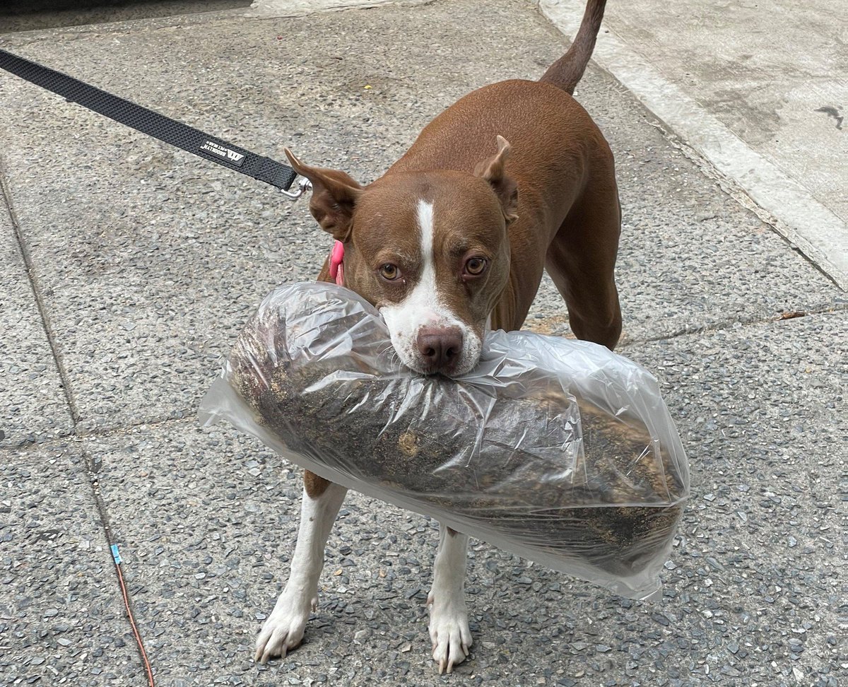 As we enter yet another dark and uncertain chapter in our country’s history, please consider supporting Woodbine's monthly subscriber drive so we can continue our work in NYC. Since launching last week we have raised more than half of our monthly goal: woodbine.nyc/fallfundraising