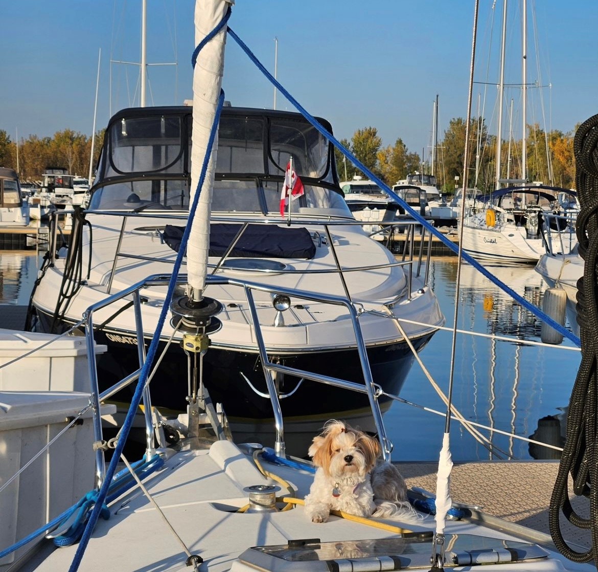 MarinaAPToronto's tweet image. En ce #JeudiRétro, voici une photo souvenir rappelant des journées automnales plus douces et une ultime sortie sur l’eau à la @MarinaAPToronto en compagnie du second de navire à quatre pattes Pebbles – en vedette ici. 

📸: @diary_of_pebbles

#fallboating #ohmtoronto