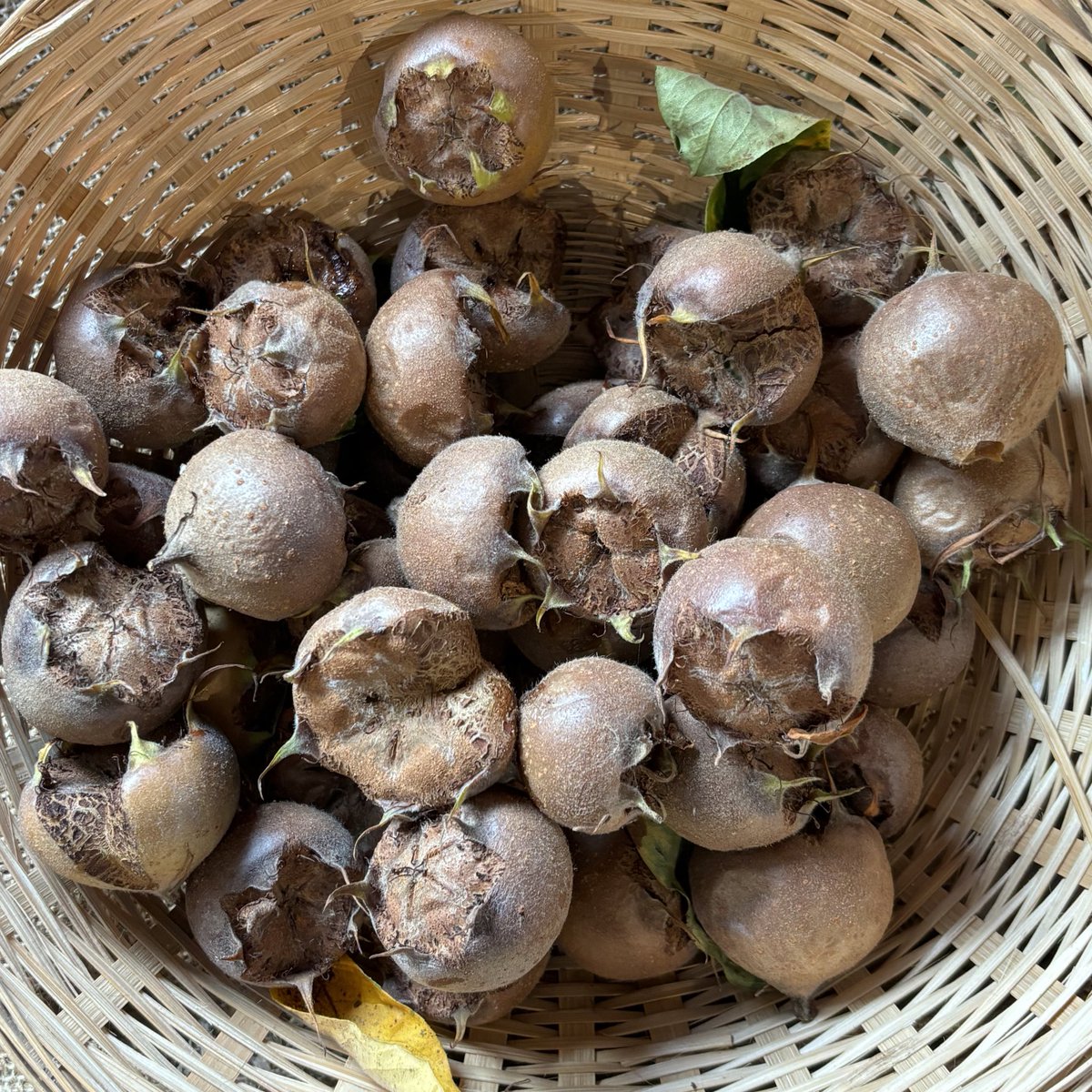Farm Produce students have been processing our medlar fruits to make a delicious medlar jelly today! There are lots more fruits on sale in the farm shop if you want to try making your own at home, or come along to our Christmas Fair on 7th December to purchase some of our jars!
