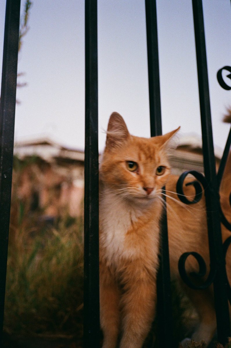 Marikachu tweet media