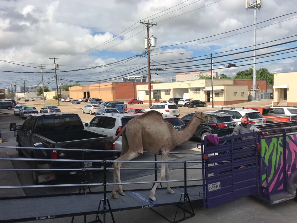 Amramp's tweet photo. Ramps can be for a wide variety of circumstances, even...a camel?! #Tbt to when Amramp installed a ramp for Humperdink the camel, who used it to attend a photoshoot. 

No camel? No problem. Anywhere you need a ramp, we're there: https://t.co/H9Vuet6HBq https://t.co/0TuraNmXTC