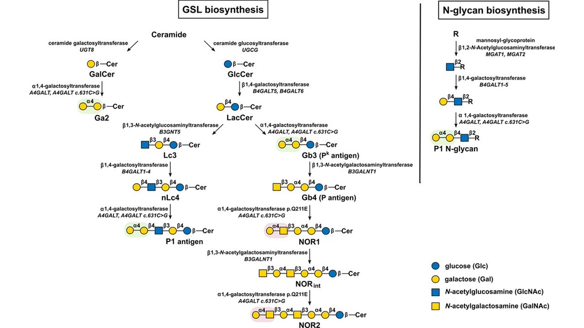 Marcin Czerwinski (@czerwinsmarcin) on Twitter photo Not many people heard about human Gb3/CD77 synthase (α1,4-galactosyltransferase), but it plays a great role in immunohematology, toxicology and cancer. After spending several studying it, we present all the data in a review <a href="/katszymczak/">Katarzyna Szymczak</a> <a href="/RKaczmarekDr/">Radoslaw Kaczmarek</a>
tinyurl.com/3ha9unvy Not many people heard about human Gb3/CD77 synthase (α1,4-galactosyltransferase), but it plays a great role in immunohematology, toxicology and cancer. After spending several studying it, we present all the data in a review <a href="/katszymczak/">Katarzyna Szymczak</a> <a href="/RKaczmarekDr/">Radoslaw Kaczmarek</a>
tinyurl.com/3ha9unvy