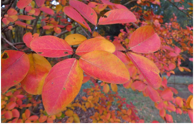 USDAScience's tweet photo. #DYK: The US National Arboretum is not only a 451-acre public garden, it's also a premier research facility. USDA scientists develop new plant varieties & technologies for florists & nurseries. Stop by to see the fall foliage at the Arboretum: https://t.co/74YyK0pBRQ #USDAScience https://t.co/9DzerDpQU6