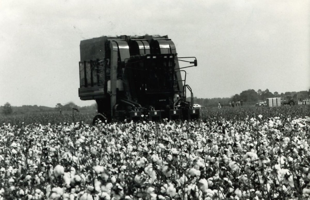 GeorgiaGrown's tweet photo. This #ThrowbackThursday, let's celebrate Georgia cotton farmers! Their dedication to this vital crop is a key driver of our state’s number one industry. Thank you for all that you do! #TBT #Georgia #Agriculture #GDA150 https://t.co/8ahcuFNd5S