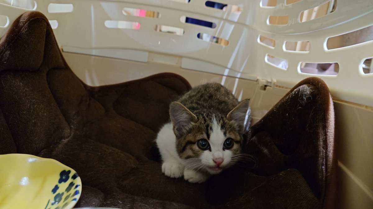 inago31's tweet photo. ２３時に子猫を保護、深夜なので集合住宅のうちでは倉庫から先住で使ってたケージを大音立てて組めないので、今夜はクレートで我慢いただき朝にケージ組み立ててお引越し予定。性別不明だしウィルス検査もまだなので先住とは隔離なのに先住は興味津々でクレートクンクンｗ https://t.co/Q0OJDryHmq