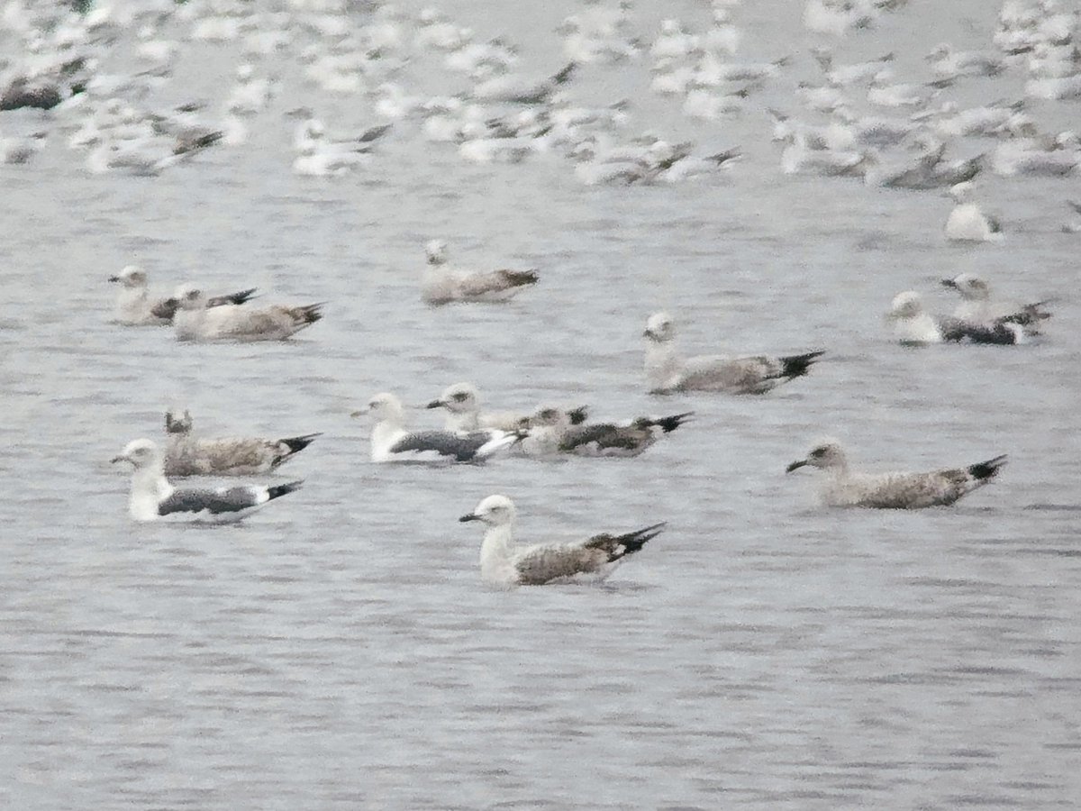 1cy #CaspianGull and 1cy YLG in the 75-large-gull Priorslee pre-roost on the way home this evening 🤩