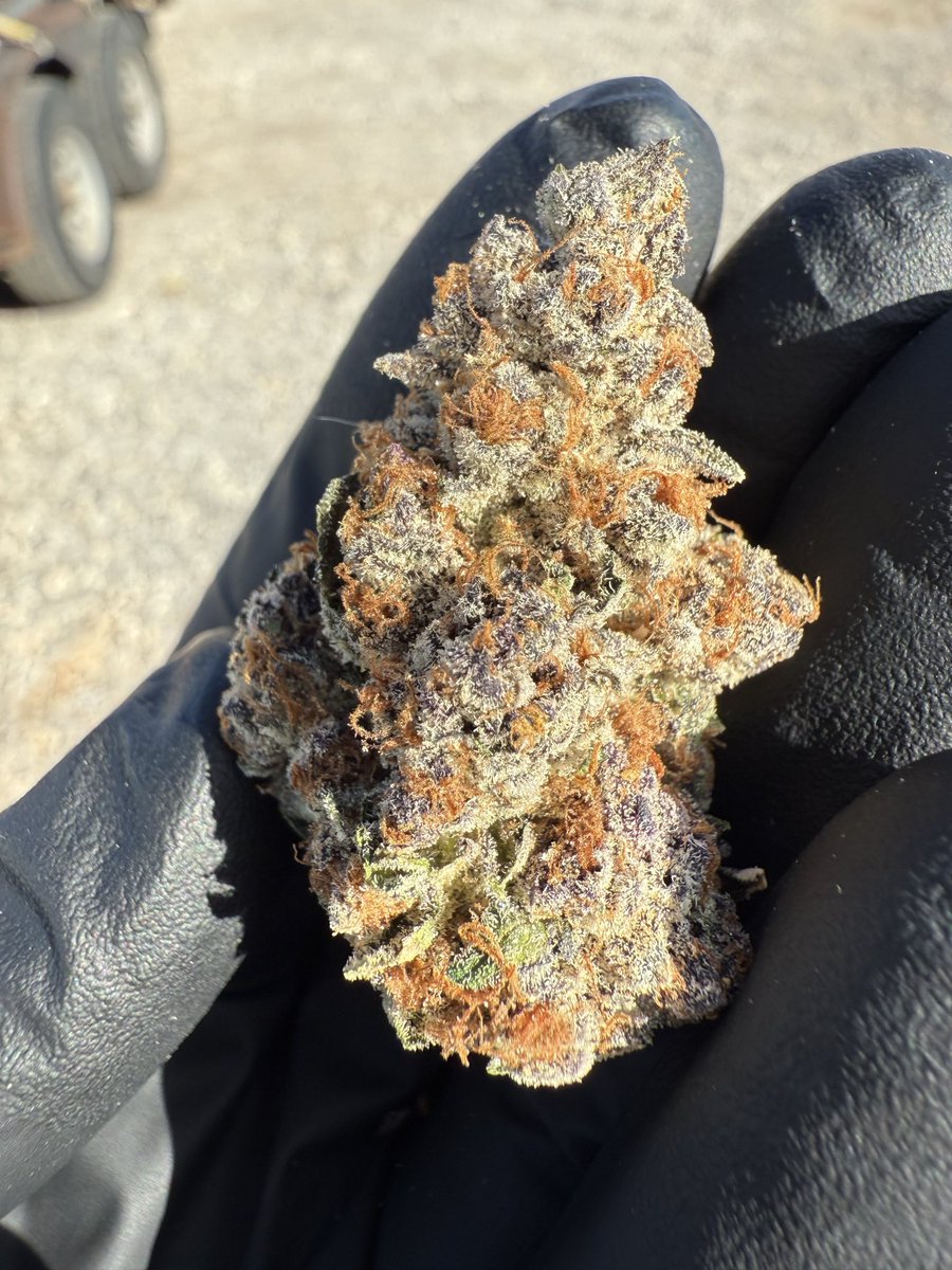 🇵 🇴 🇼 🇪 🇷 🇫 🇱 🇴 🇼 🇪 🇷 tweet media