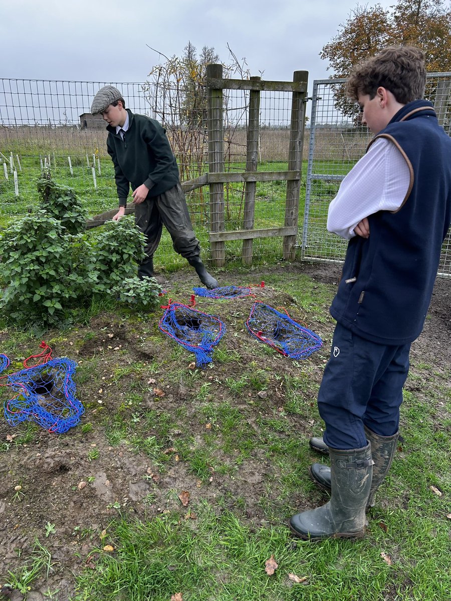 Ferreting Thursday! 

What better way to spend a sports afternoon?