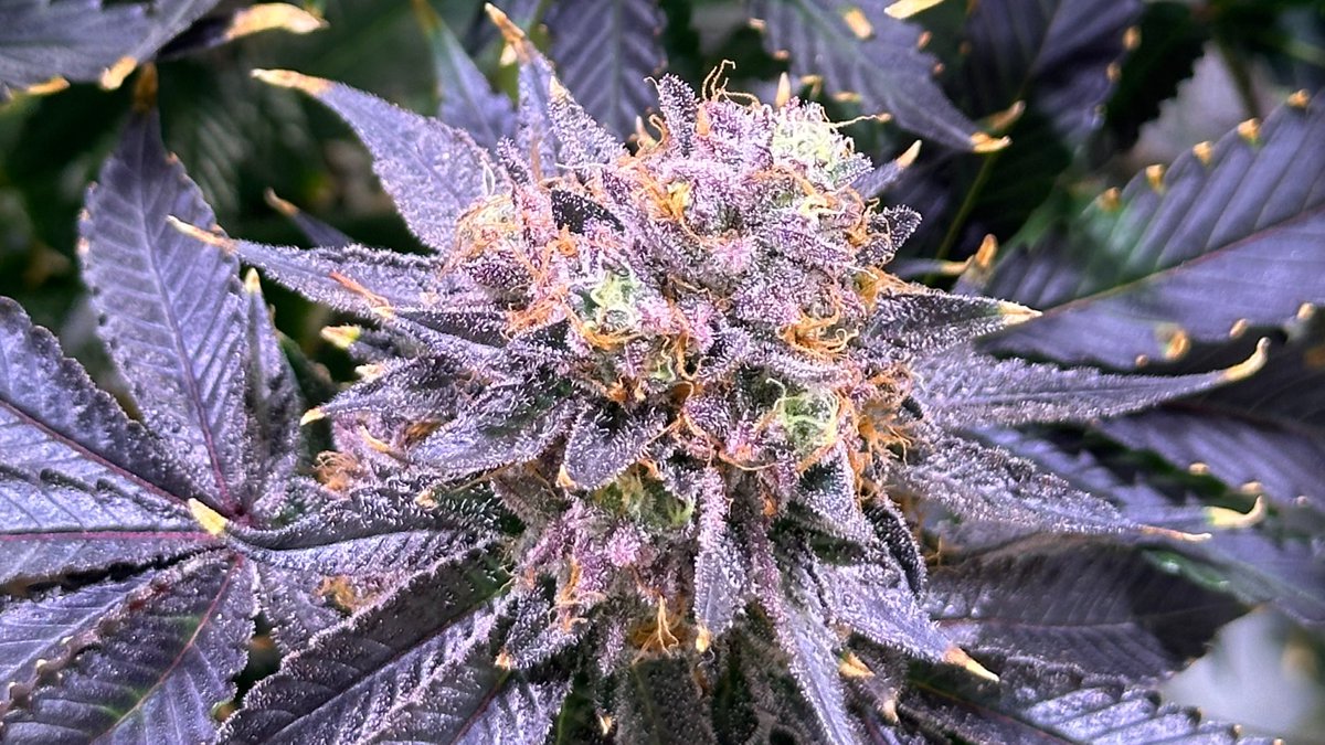 Purple flower about to hit NJ in December! Go $GRUSF! This was taken yesterday. My guess is NJ consumers with limited options are going to go crazy for this. Way to go <a href="/ObieStrickler/">Obie Strickler</a>