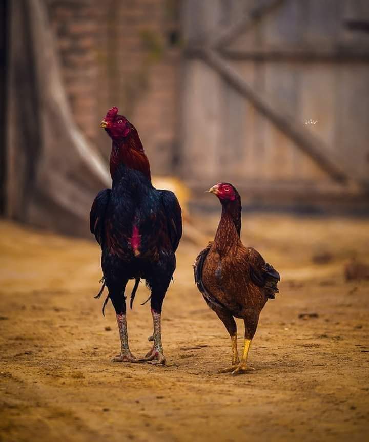 King With His Queen❤