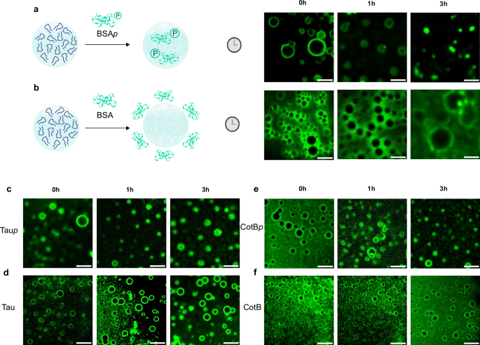 Nature Communications (@naturecomms) on Twitter photo <a href="/QDavid18982/">David Q. P. Reis</a>,<a href="/AnaSofiaPina1/">Ana Sofia Pina</a> and authors at <a href="/itqbnova/">ITQB NOVA</a> show liquid-liquid phase separation enhances catalytic efficiency of peptides through formation of peptide coacervates.
nature.com/articles/s4146… <a href="/QDavid18982/">David Q. P. Reis</a>,<a href="/AnaSofiaPina1/">Ana Sofia Pina</a> and authors at <a href="/itqbnova/">ITQB NOVA</a> show liquid-liquid phase separation enhances catalytic efficiency of peptides through formation of peptide coacervates.
nature.com/articles/s4146…