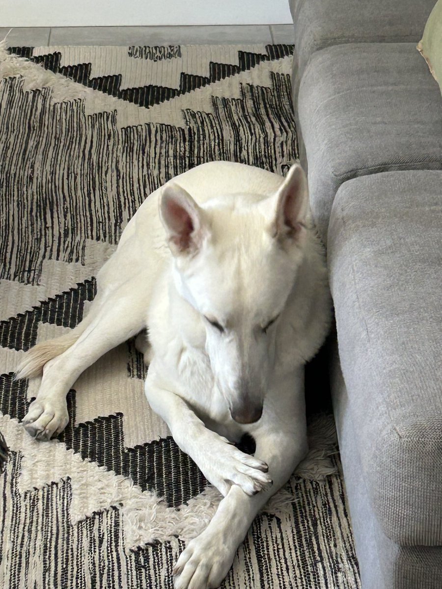 BrianReinert1's tweet image. More Than Looks
Cooper
#SamePose