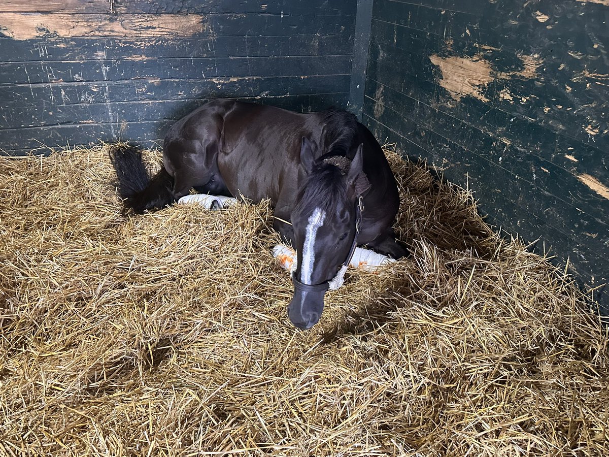 BrianReinert1's tweet image. More Than Looks
Cooper
#SamePose