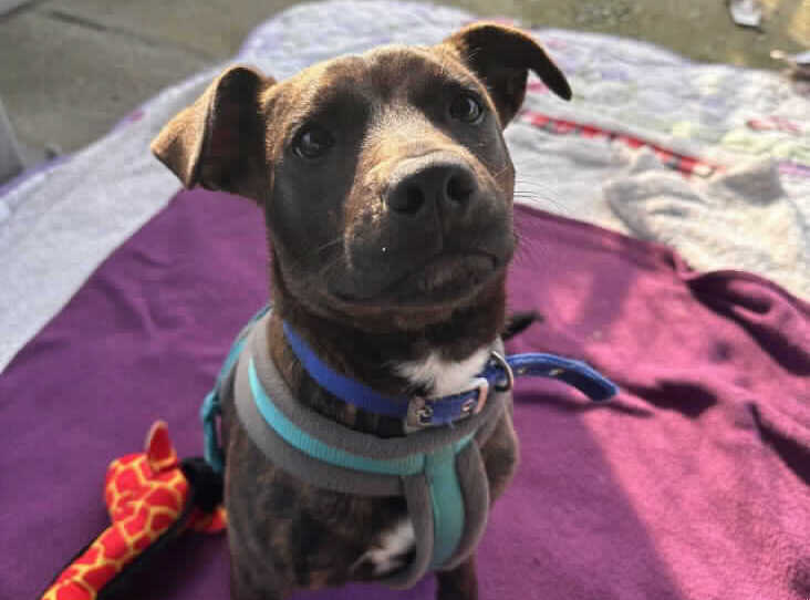 Animal Adoptions UK 🐕‍🦺🐈🐎❤️ tweet media