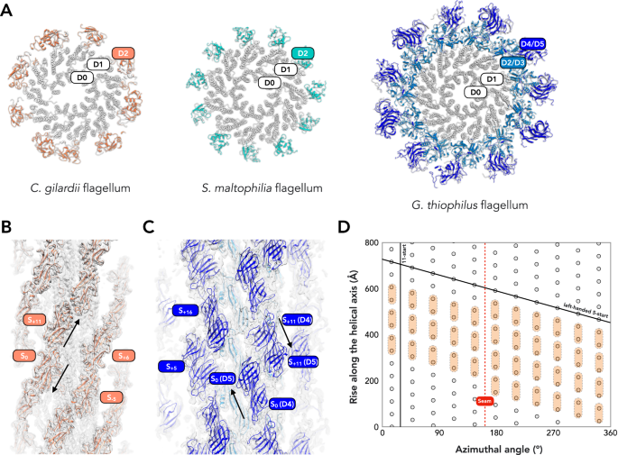Nature Communications (@naturecomms) on Twitter photo <a href="/jerrynosnothing/">Fengbin Wang (Jerry)</a> @mkrupovic <a href="/OhsuHuiWu/">HWU-OHSUSoD</a> used cryo-EM to determine the structures of three bacterial flagellar filaments, showing distinct outer domains.
nature.com/articles/s4146… <a href="/jerrynosnothing/">Fengbin Wang (Jerry)</a> @mkrupovic <a href="/OhsuHuiWu/">HWU-OHSUSoD</a> used cryo-EM to determine the structures of three bacterial flagellar filaments, showing distinct outer domains.
nature.com/articles/s4146…