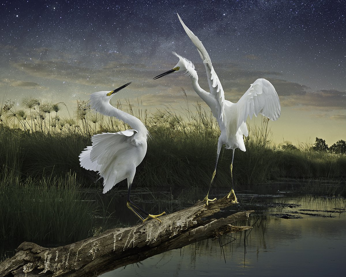 PDNB Gallery tweet media