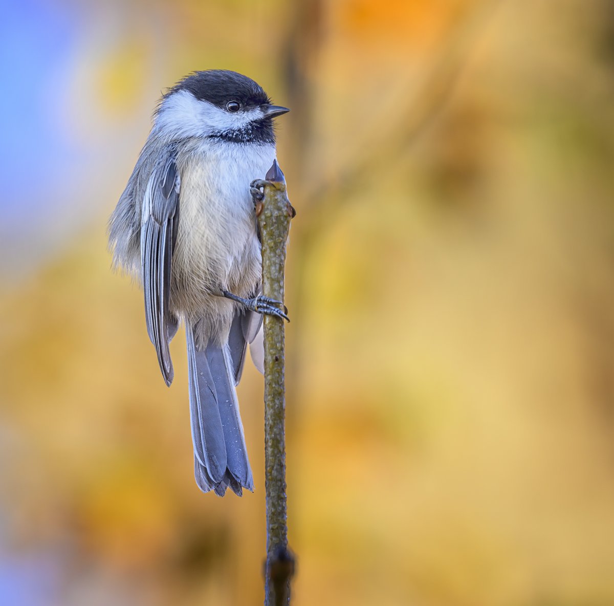 A Black-capped Chickadee doing of a bit of a floof from the top of a branch to look intimidating and warn off other Chickadees