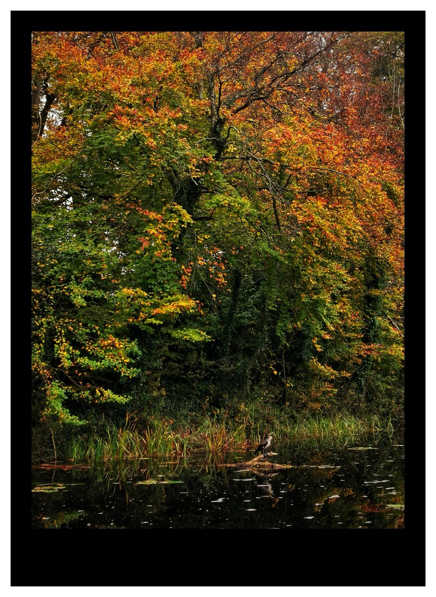 Cormorant sitting still on the Royal canal near Castleknock.
Autumn nature magic.

Recent walk.

<a href="/RCPCA1/">Royal Canal Park Community Association</a>
<a href="/BirdWatchIE/">BirdWatch Ireland</a>
<a href="/NatureRTE/">Mooney Goes Wild</a>