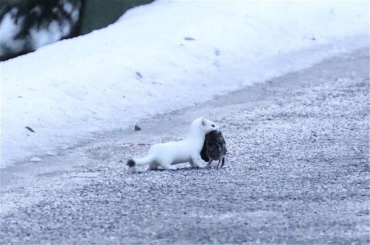 AltYellowstoneNatPar tweet media