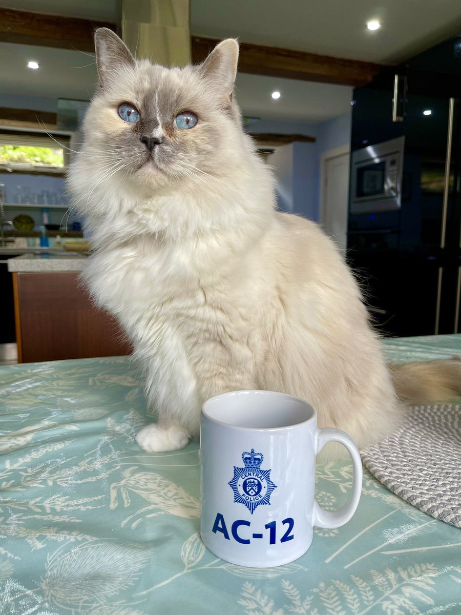 Sharing a #ThrowbackThursday of Princess Betty 🩵😻🩵 Always fearless in the Line of Duty 😼 We hope you’ll join us BlueSky and Instagram when we leave the #CatsofTwitter later this week. I will share profiles on a pinned Tweet 🐾🩵🌈😻