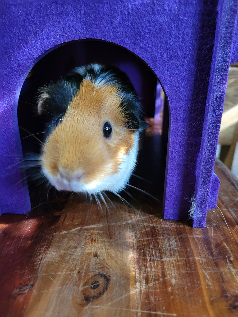 ForrestSprite tweet media