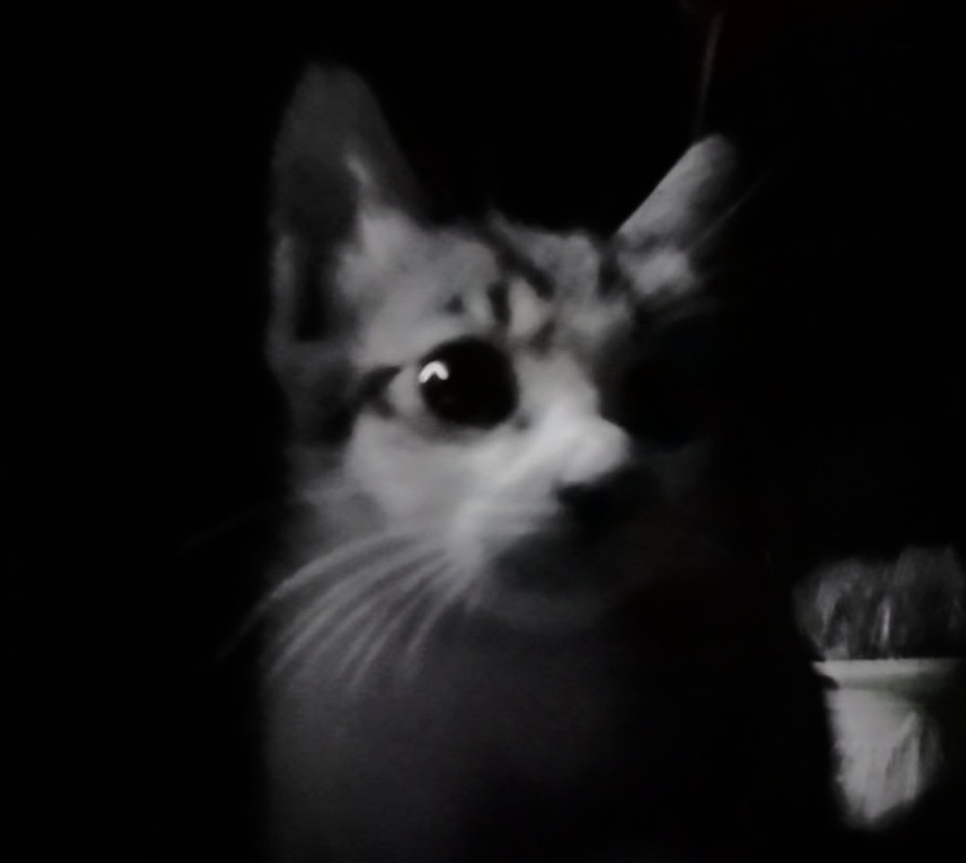 MythyMoo tweet media