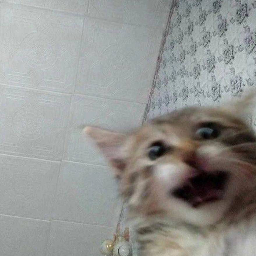 Punch Cat tweet media