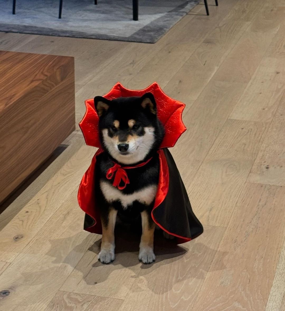 This is Coffee. His Halloween costume got lost in the mail. Didn’t arrive until today. Demands a redo. 13/10