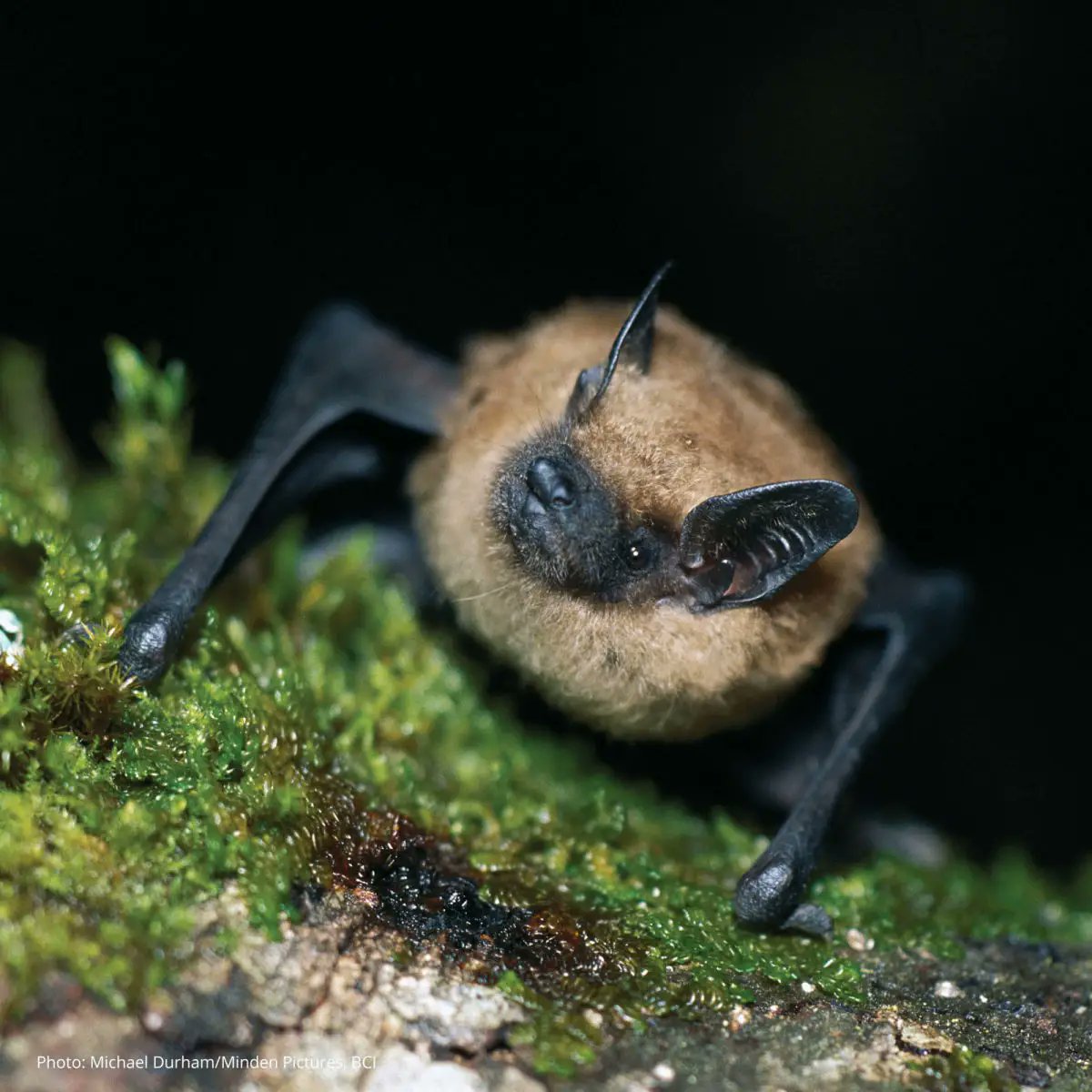 Bats Nightly 🇵🇸 tweet media