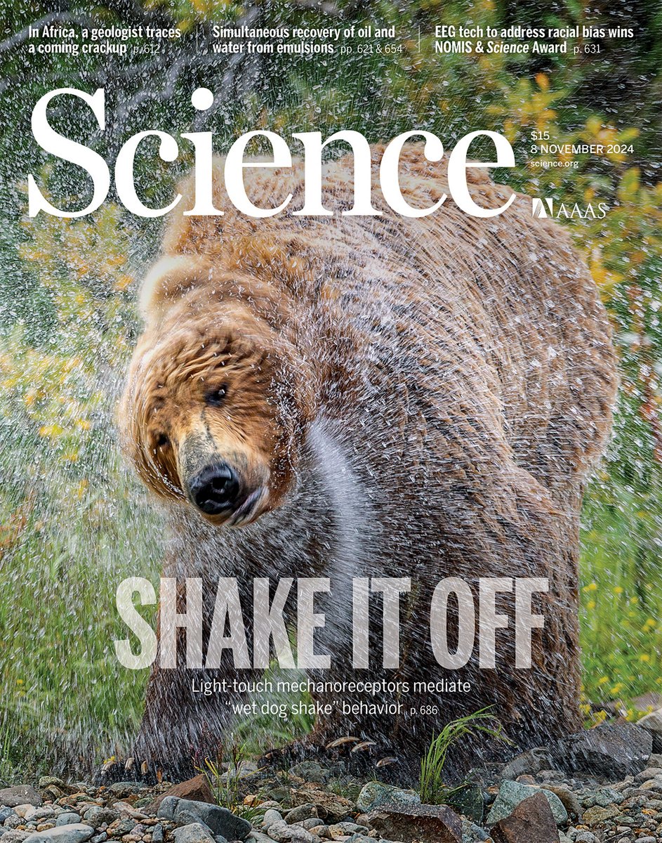 This brown bear is performing a “wet dog shake”—a stereotypical behavior observed in most mammals when they get wet or encounter an irritant on their back.

Researchers in Science have now identified a type of light touch–sensitive mechanoreceptor associated with underfur that