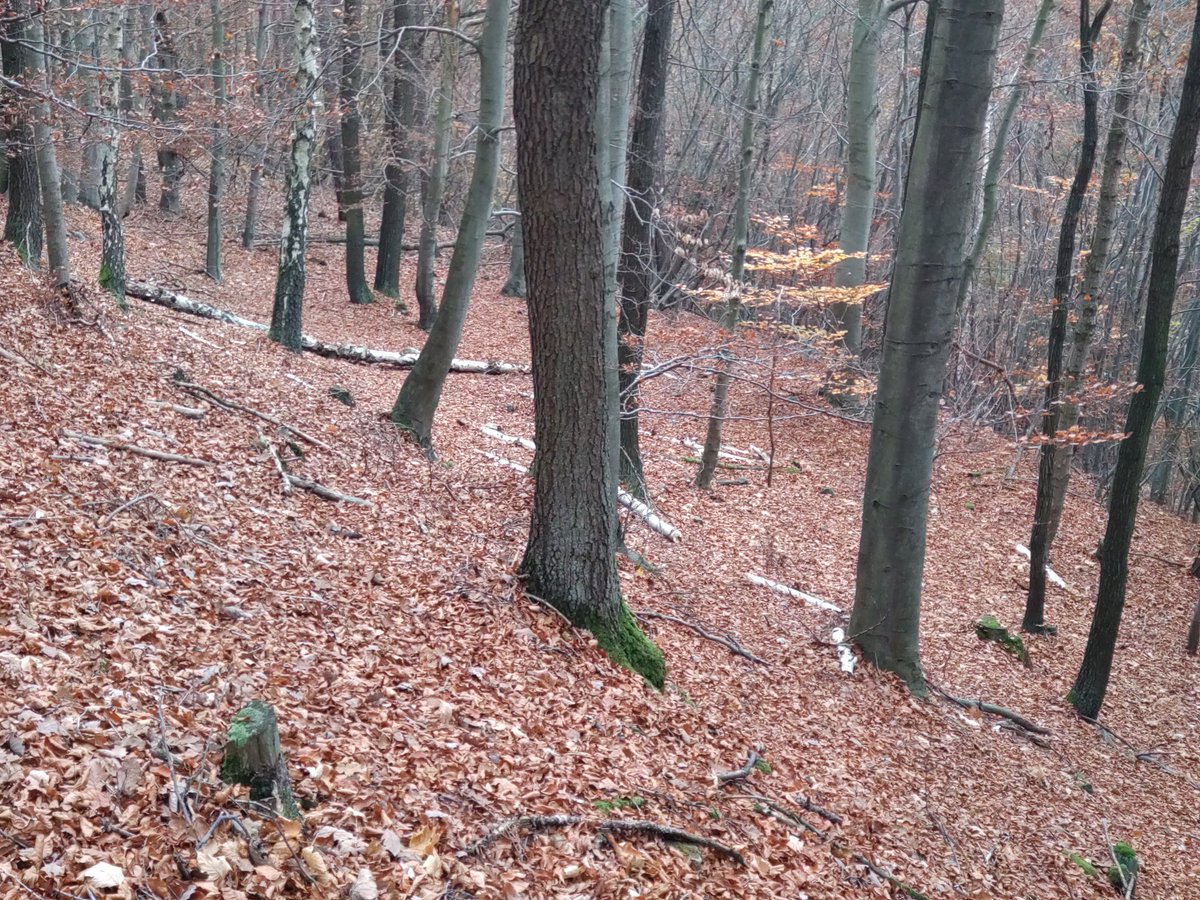 Stuart Edmunds (@pinemartensuk) on Twitter photo There is a camera trap hiding somewhere in this photo. Having had a few stolen this year, I've been going to extreme lengths to hide cameras better. And now I'm having problems finding them 🤐
#trailcamera #nature #wildlife
<a href="/naturespy/">NatureSpy®</a> There is a camera trap hiding somewhere in this photo. Having had a few stolen this year, I've been going to extreme lengths to hide cameras better. And now I'm having problems finding them 🤐
#trailcamera #nature #wildlife
<a href="/naturespy/">NatureSpy®</a>