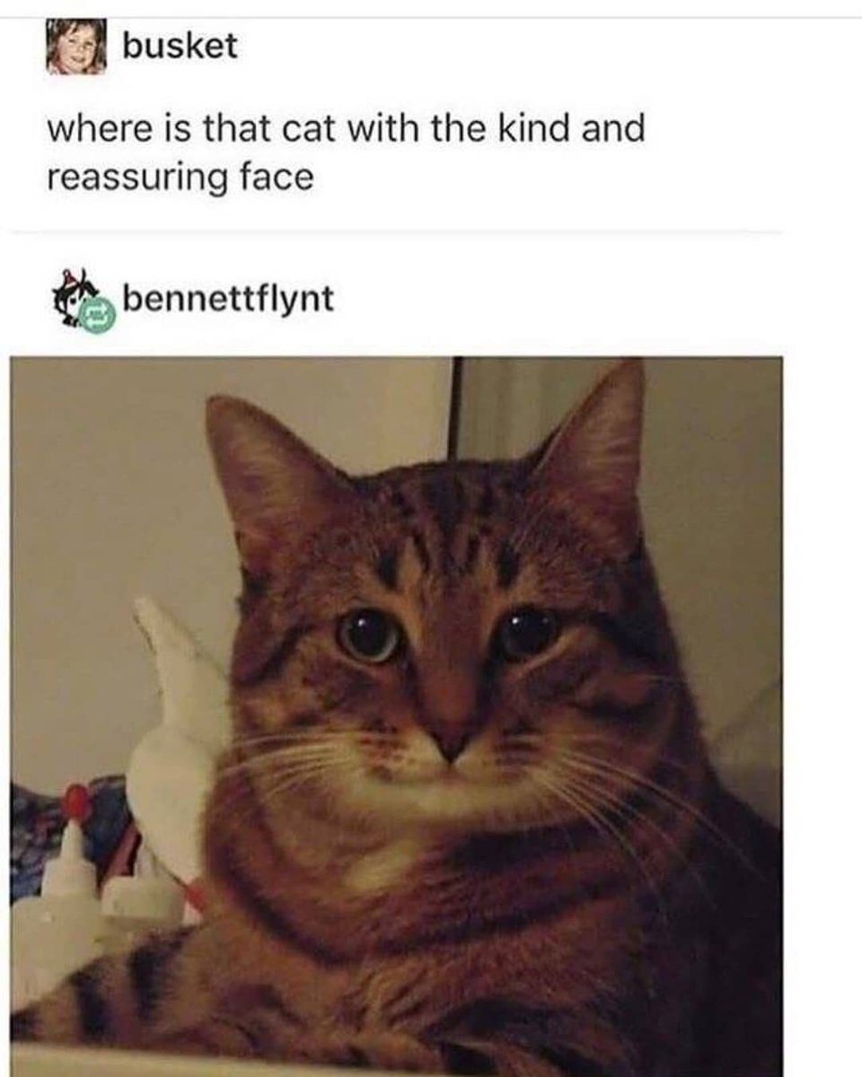 Punch Cat (@punchingcat) on Twitter photo 