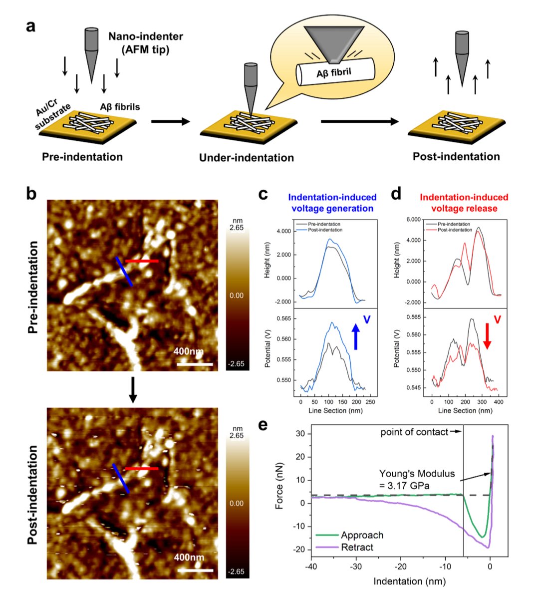 NanoWorld's tweet photo. #KPFM and #nanoindentation measurements were performed using a chemically inert conductive diamond @NanoWorld Pointprobe CDT-FMR #AFMtip in the article Lateral Piezoelectricity of #Alzheimer‘s Aβ Aggregates“ by Jinhyeong Jang et al. (2024)
https://t.co/hdxCzmul2cβ-aggregates/ https://t.co/28da6QyWMt