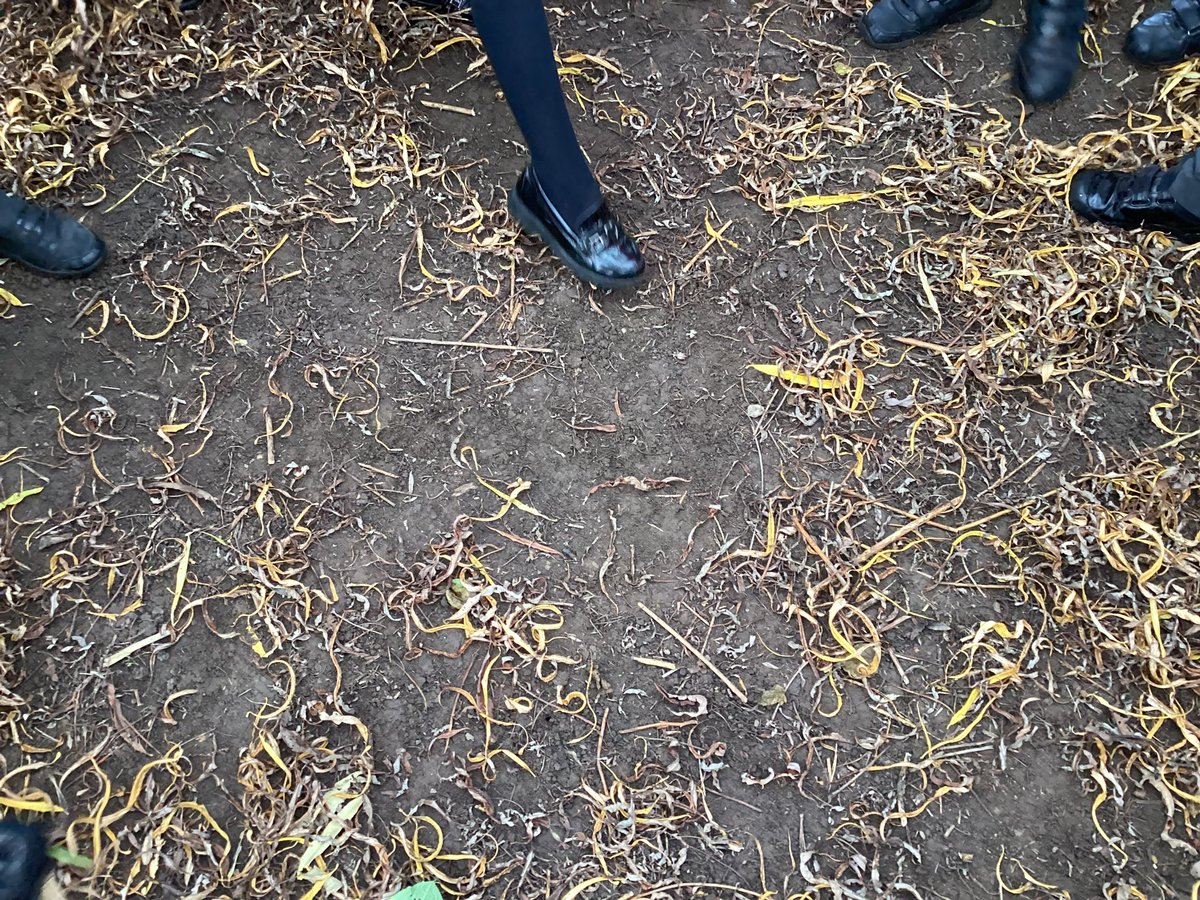 Science: we have been learning about soil, looking at organic and non organic matter 👌👌. Look what we found on the school grounds👌👌 <a href="/BalshawLaneCPS/">Balshaw Lane Primary</a>