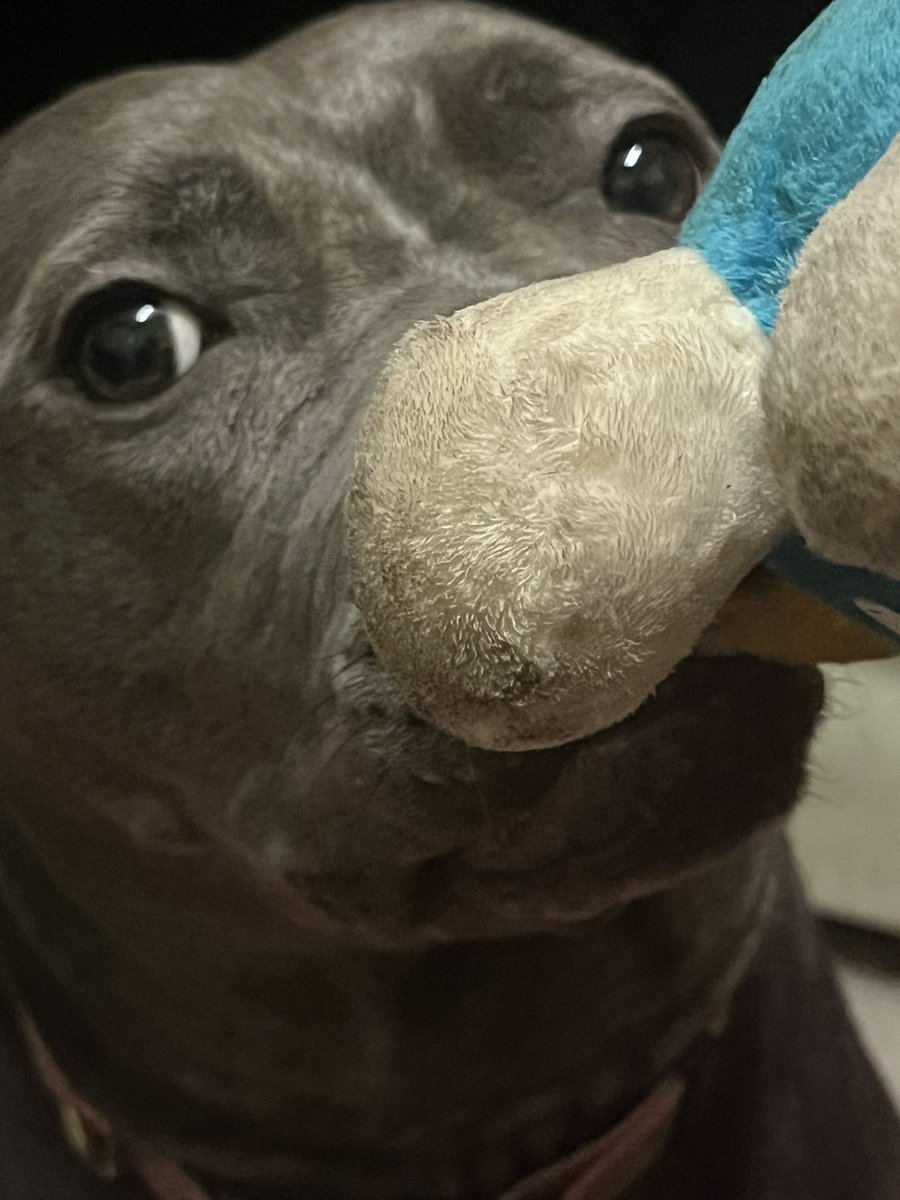 My dog can lay anywhere she wants, four beds to choose from, and where does she choose to lay down? On the floor, next to my foot so she can lay her head on it. I love this baby so much!
The baby: