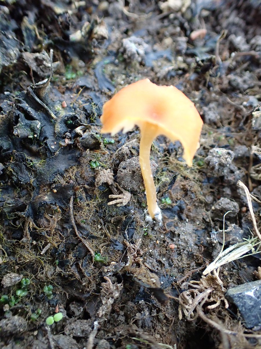 On the cobbled  courtyard , near the Abbey entrance, i found several Liverwort naval (Loreleia marchantiae). @Fhickenbottom