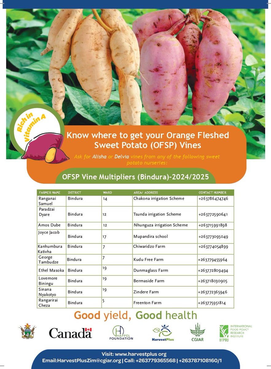 HarvestPlusZim's tweet photo. Ready to Plant Vitamin A Orange Sweet Potatoes? Here’s Where to Find Vines Near You! Check out our flyers to find trusted sellers near you: Bindura, Mazowe, Guruve, Mt Darwin, &amp; Harare. Tap the posters to see specific locations and contact details. https://t.co/a92PtXcNQl