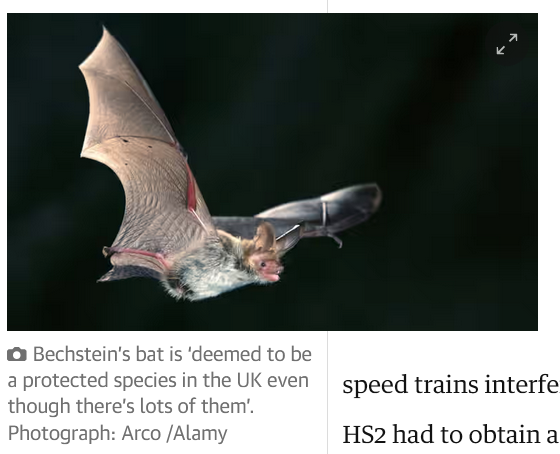 Soo why are bats protected in the UK when there is lots of them? 

This is why we can't have full HS2.

theguardian.com/uk-news/2024/n…