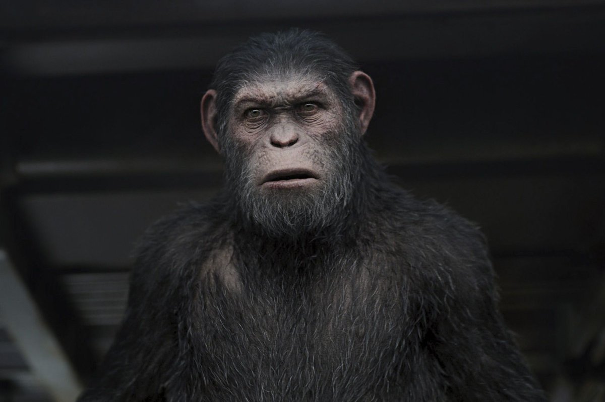 SeriesUpdateFR's tweet photo. 40 singes se sont échappés d'un centre de recherche en Caroline du Sud.

(via @people) https://t.co/2ksCXBSbkw