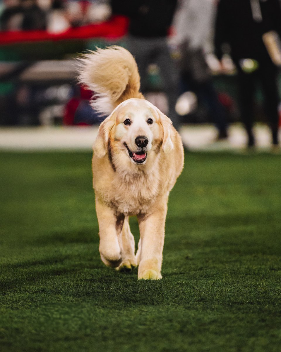 Rest in peace to a Damn Good Dawg.

<a href="/KirkHerbstreit/">Kirk Herbstreit</a> 

#GoDawgs