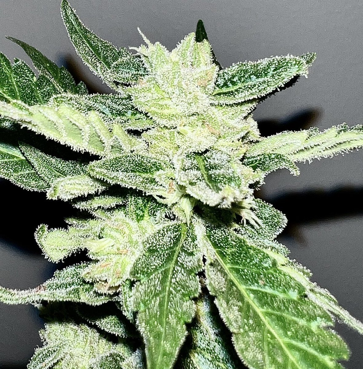 Sunshine State Seed Co Inc tweet media